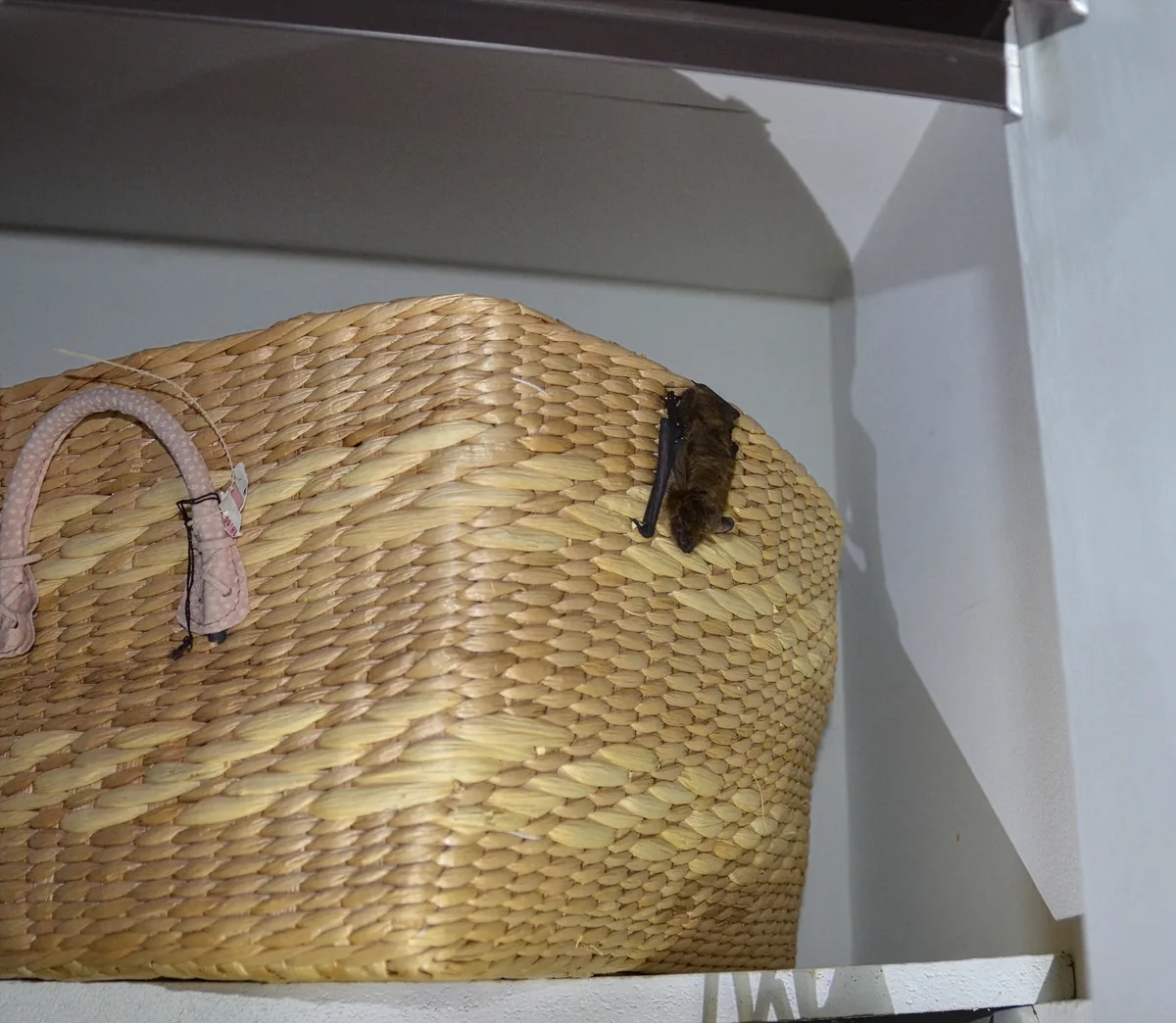 Bat clinging to a laundry basket inside a house