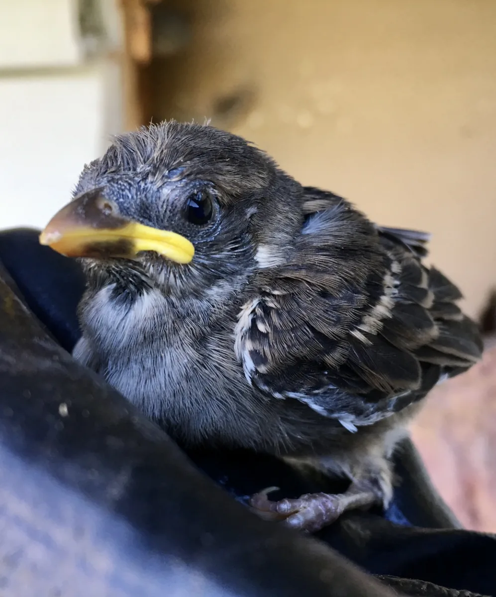 Fledgling sparrow rescued from inside a wall cavity resting on a glove