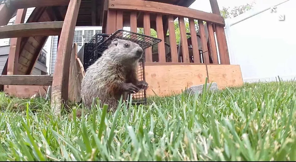 Groundhog beside a humane trap on a lawn by a playground