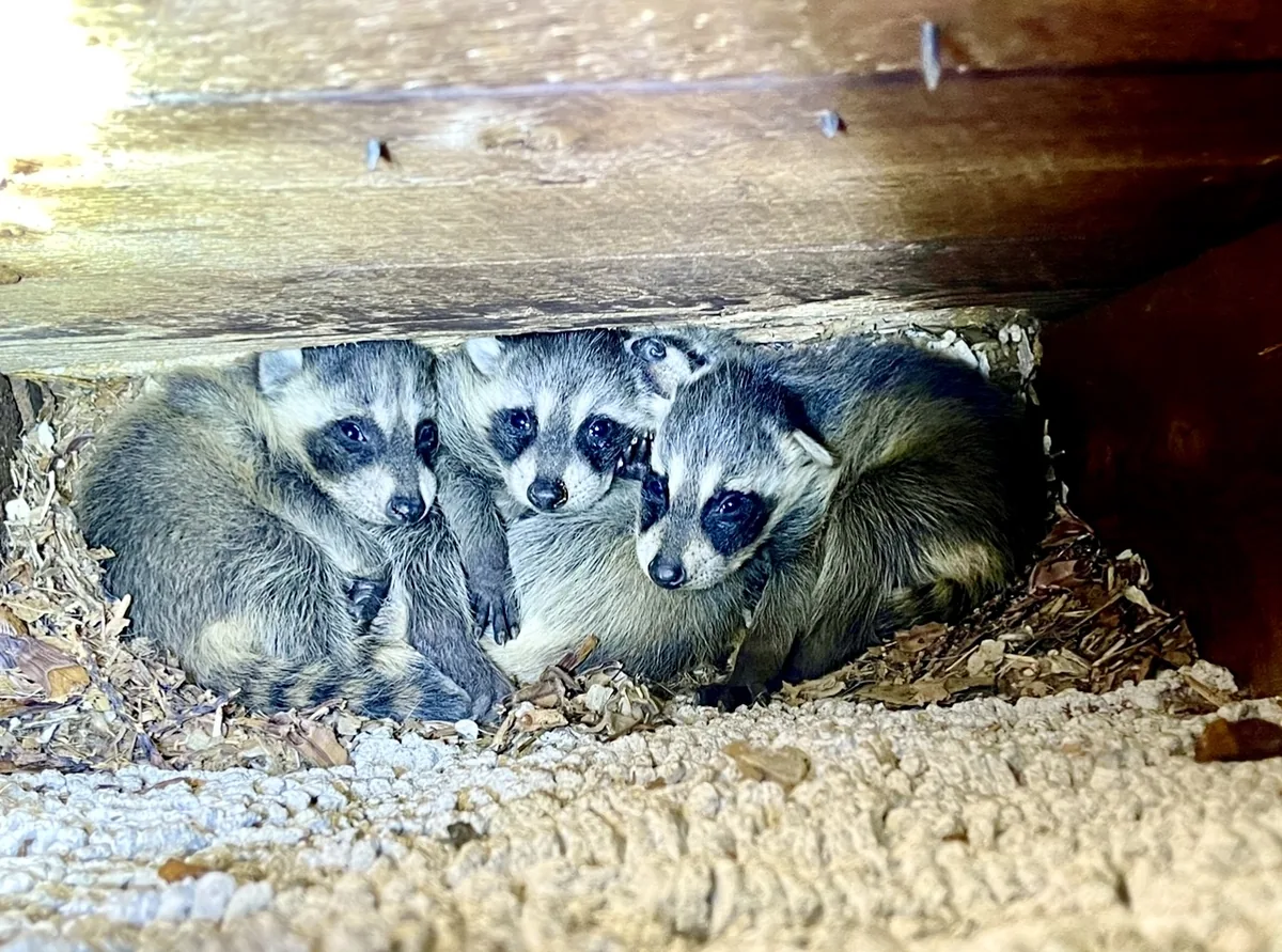 Litter of baby raccoons sleeping clustered in an attic