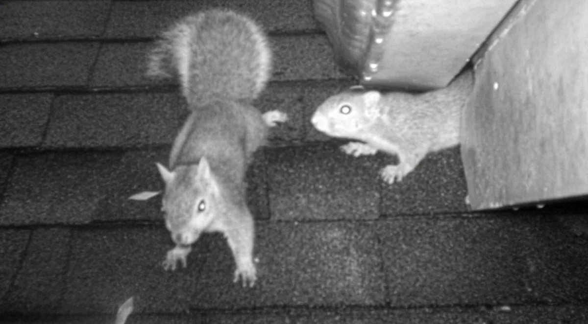 Squirrels caught at night on a night vision monitoring camera
