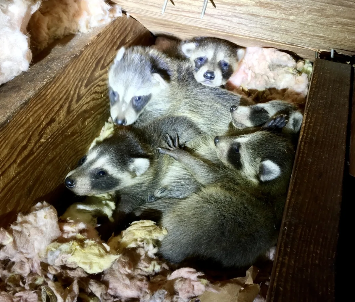Cluster of baby raccoons discovered inside an attic during an inspection