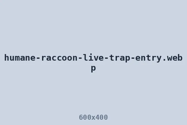 Humane live cage trap set at the raccoon entry point
