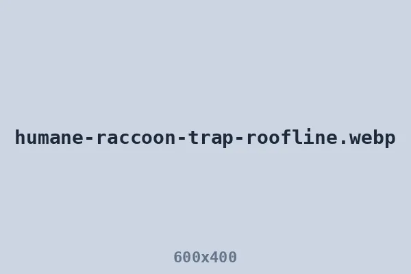 Humane raccoon trap secured at the roofline
