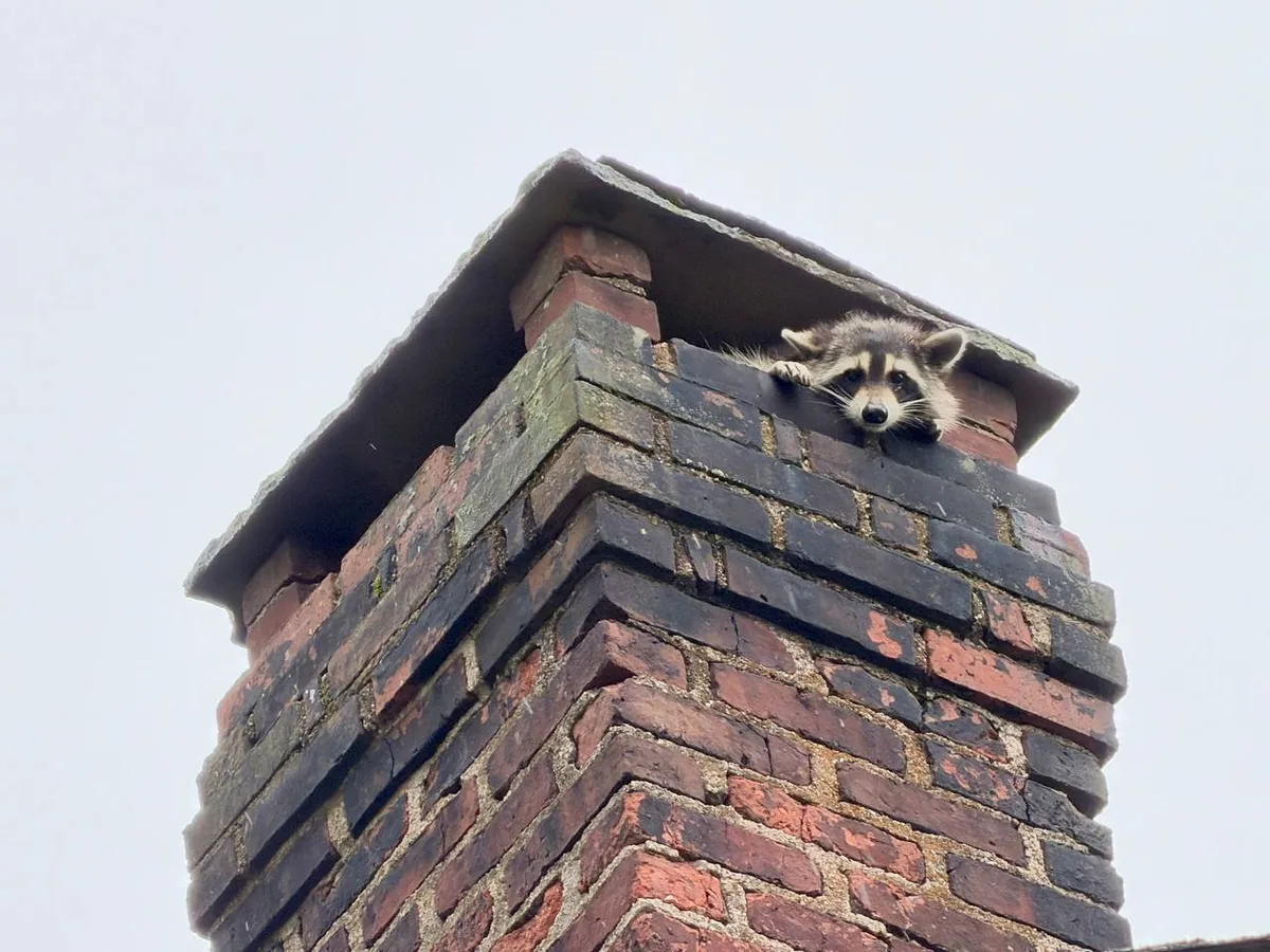 Raccoon looking out from inside a chimney flue