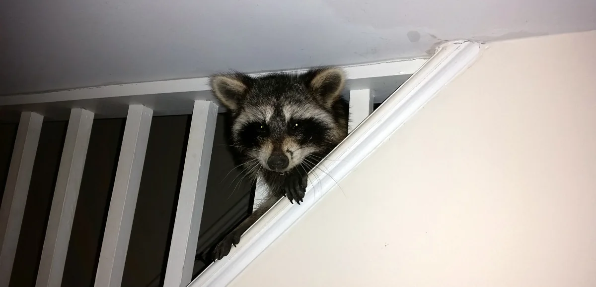 Raccoon on a stairwell inside a house during an emergency removal