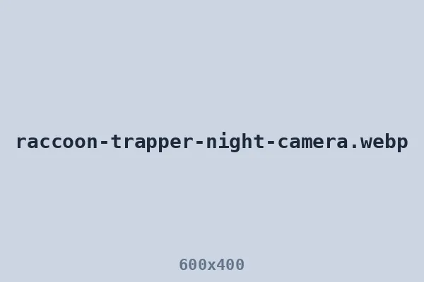 Raccoon trapper monitoring a live trap by night camera