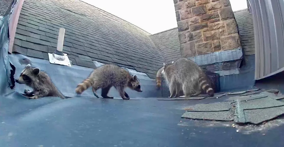 Multiple raccoons on a roof at night captured by a monitoring camera