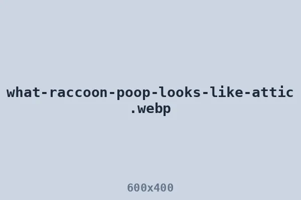 What raccoon poop looks like — latrine in attic