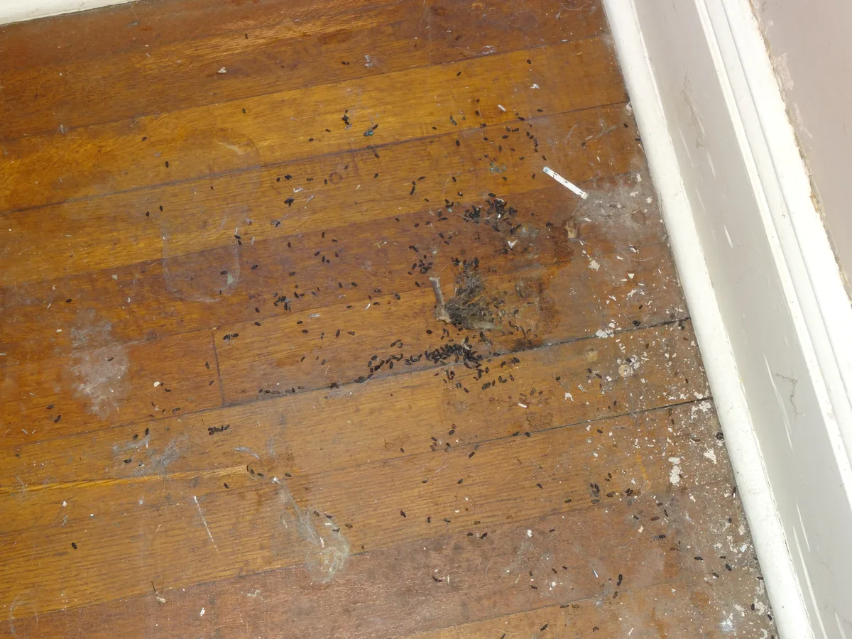 Mouse droppings along the edge of a kitchen hardwood floor