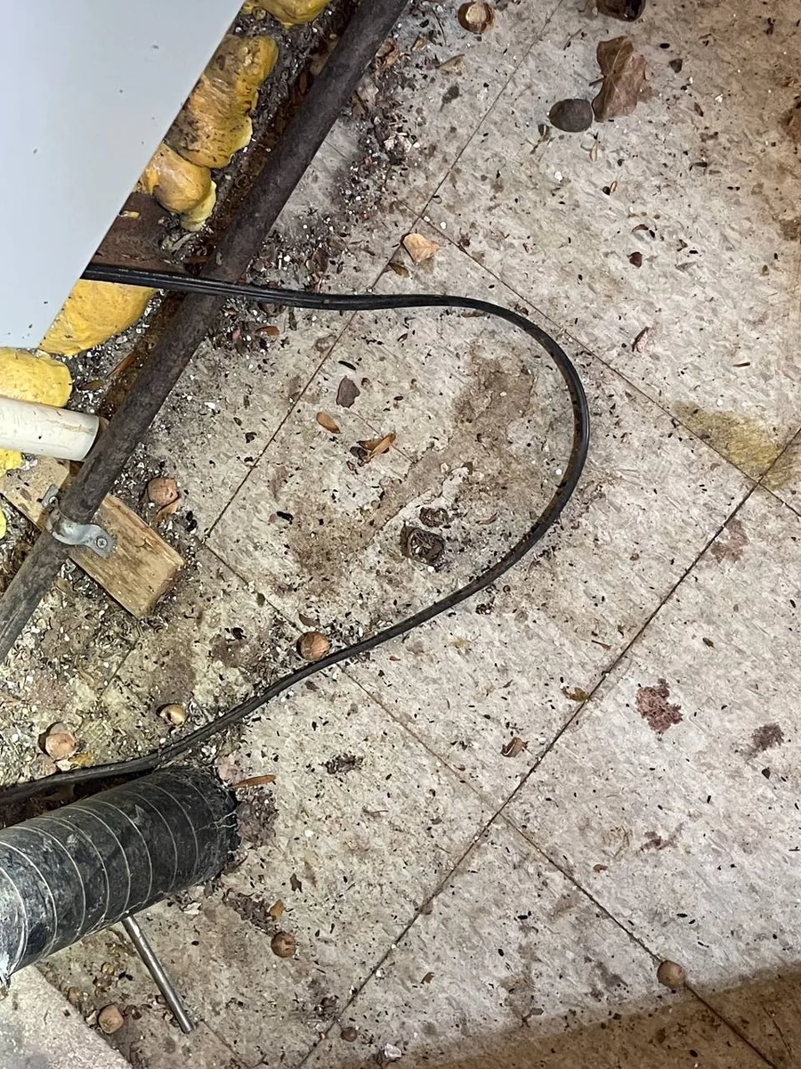 Mouse droppings and scattered nuts on basement floor