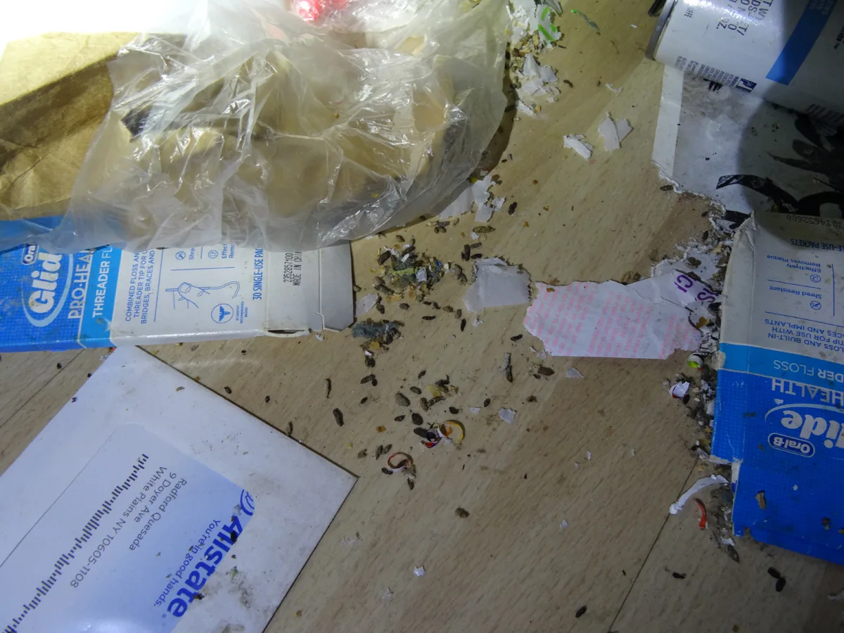 Mouse droppings and chewed debris scattered across a floor