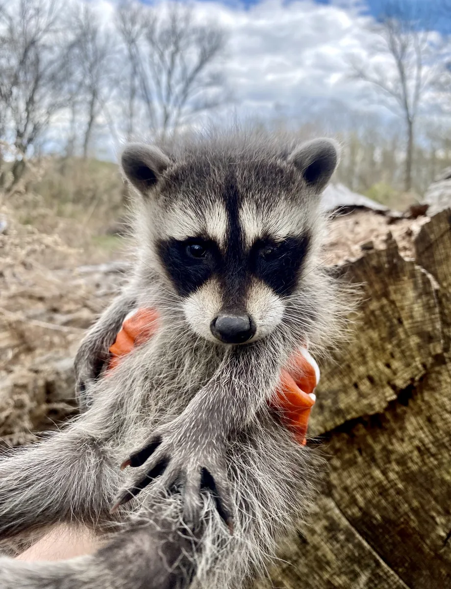 Baby raccoon held in a hand on its way to a wildlife rehabilitator