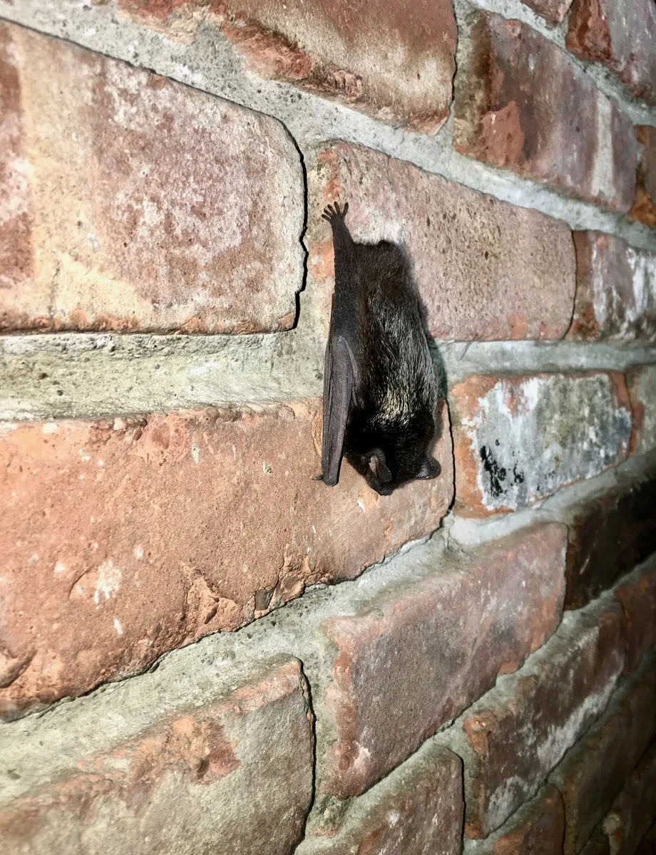 Bat hanging on a brick attic wall