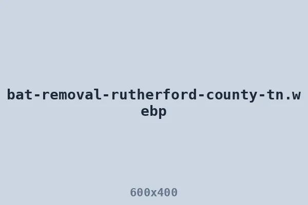 Bat removal in Rutherford County