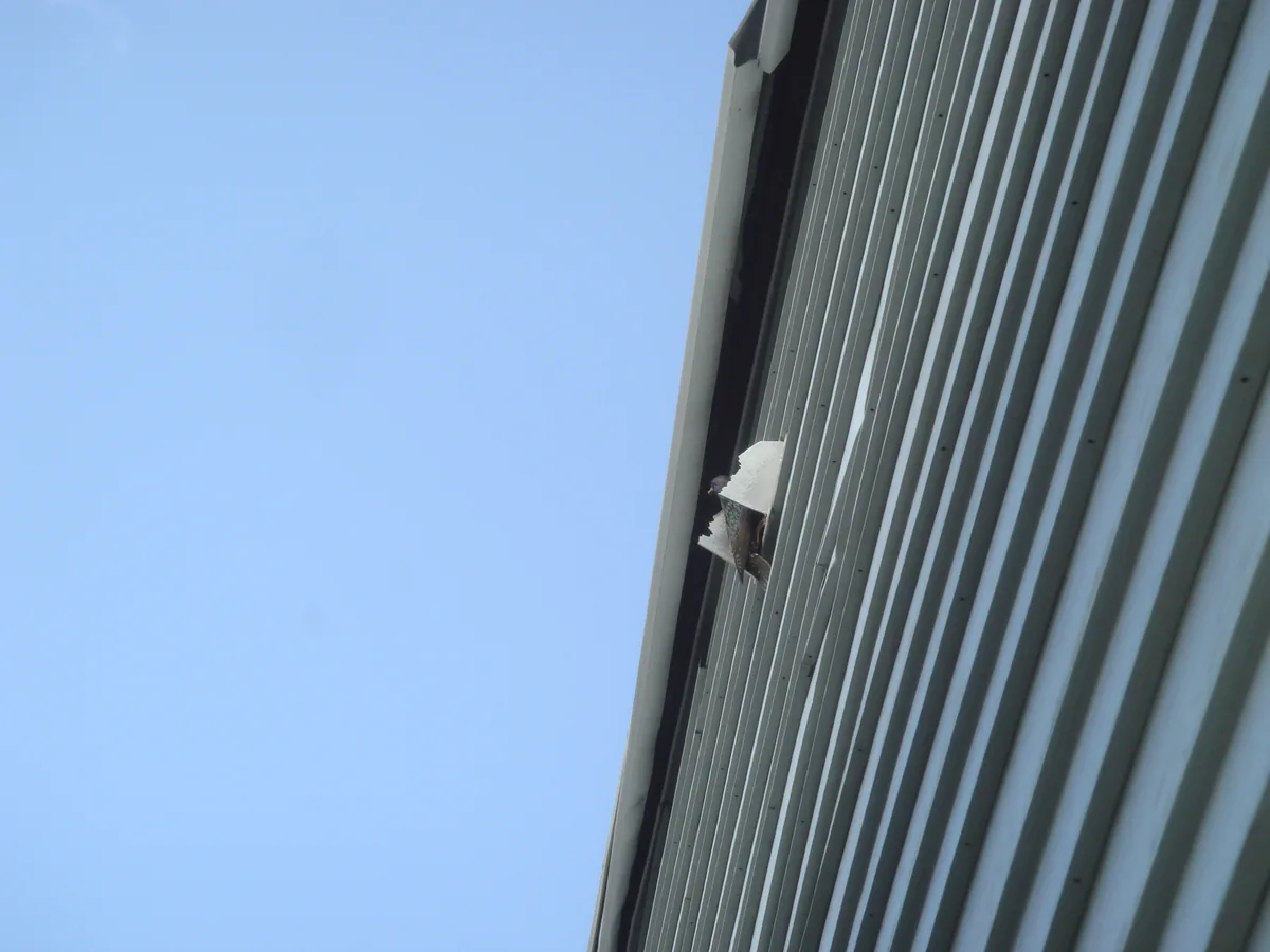 Bird living inside a dryer vent duct seen at the opening
