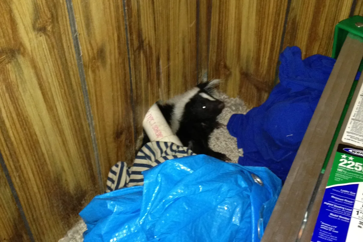 Skunk on the floor of a basement hiding near tarp