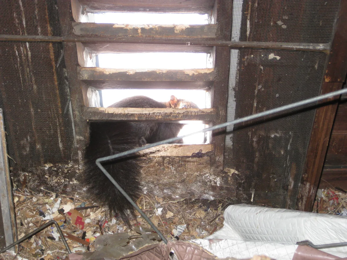 Squirrel inside an attic vent opening