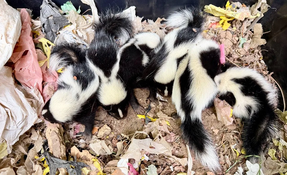 Litter of baby skunks in a den under a deck