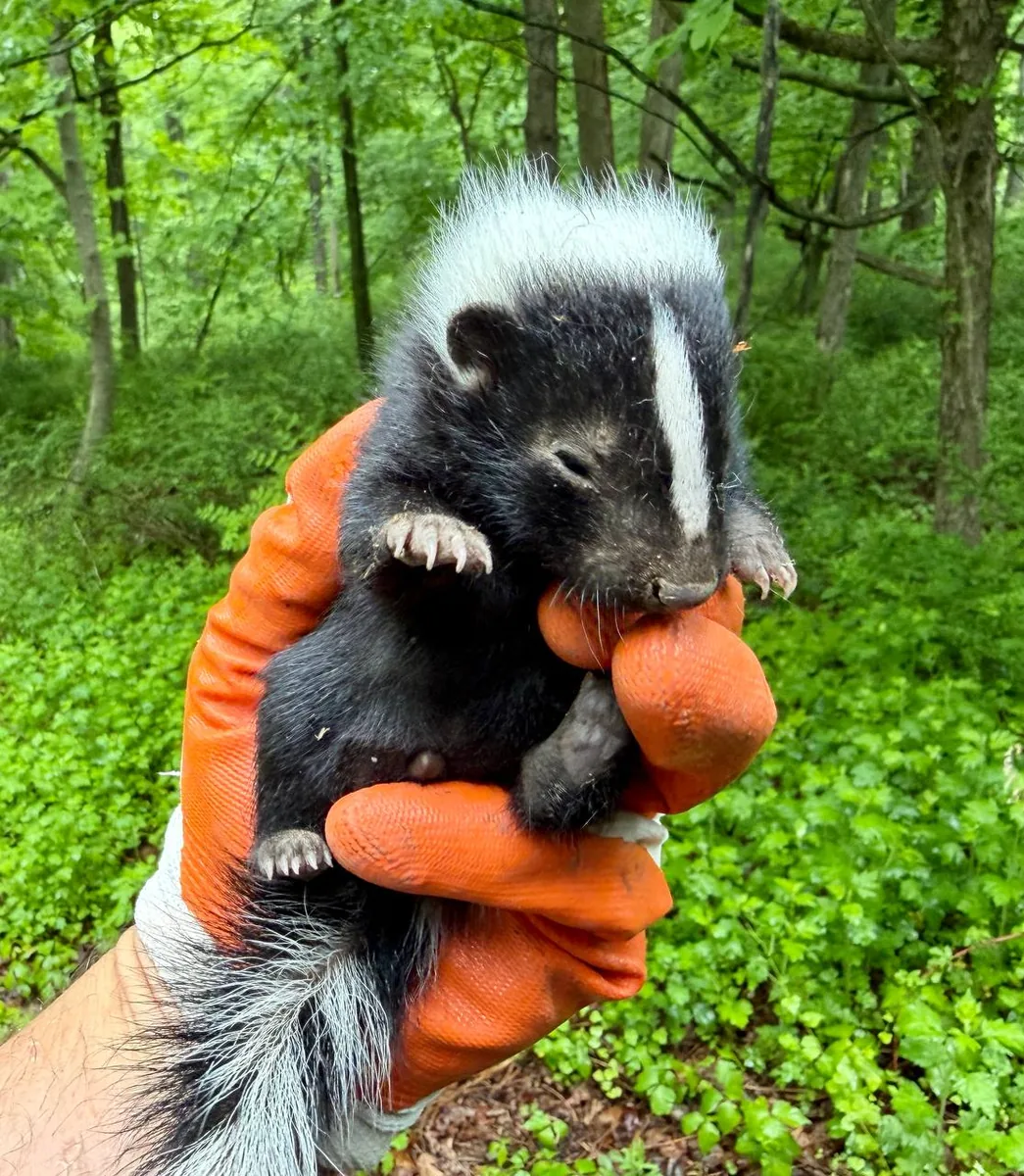 Orphaned baby skunk held in a gloved hand after rescue