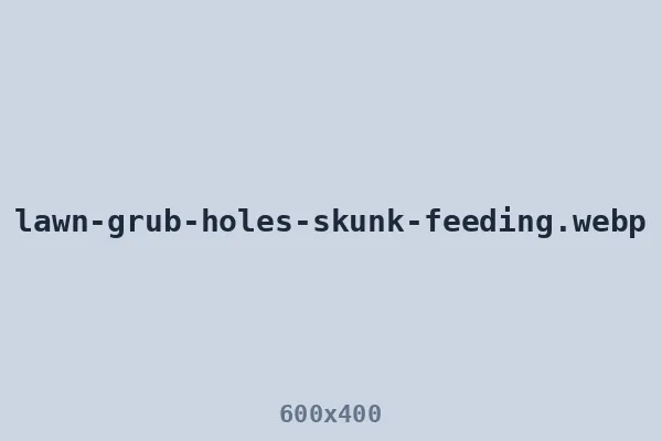 Cone-shaped grub holes from nighttime skunk feeding