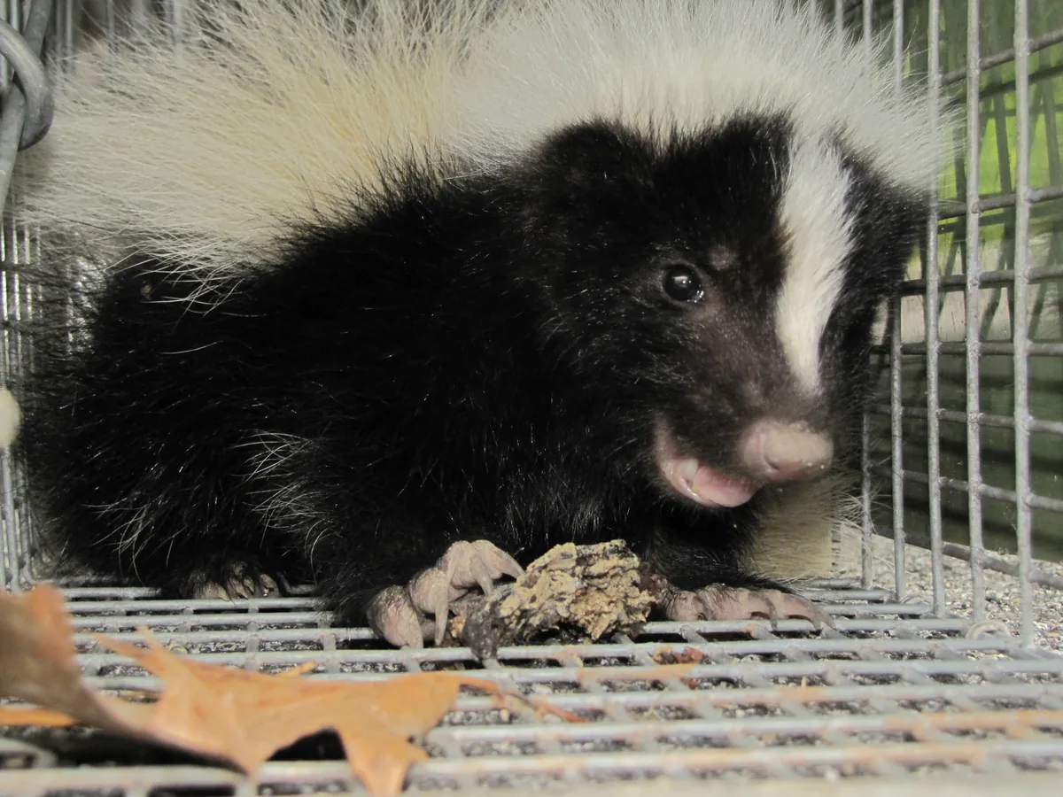 Orphaned baby skunk in a humane trap on its way to a licensed wildlife rehabilitator