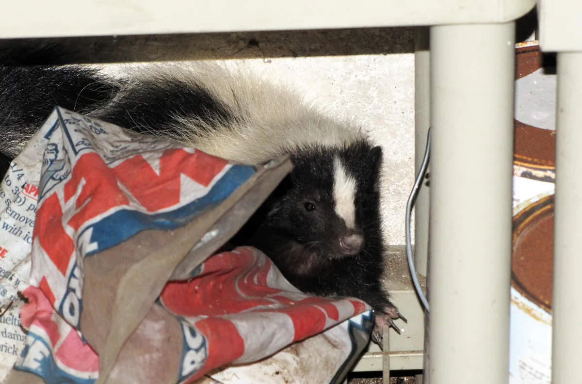 Skunk hiding on basement shelving behind bags