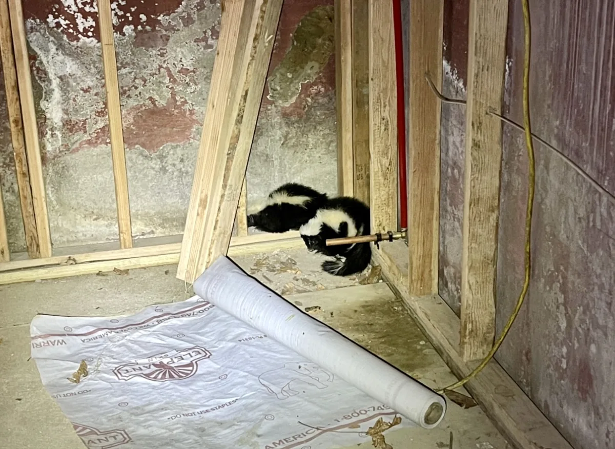 Skunk inside an unfinished basement along a framed wall