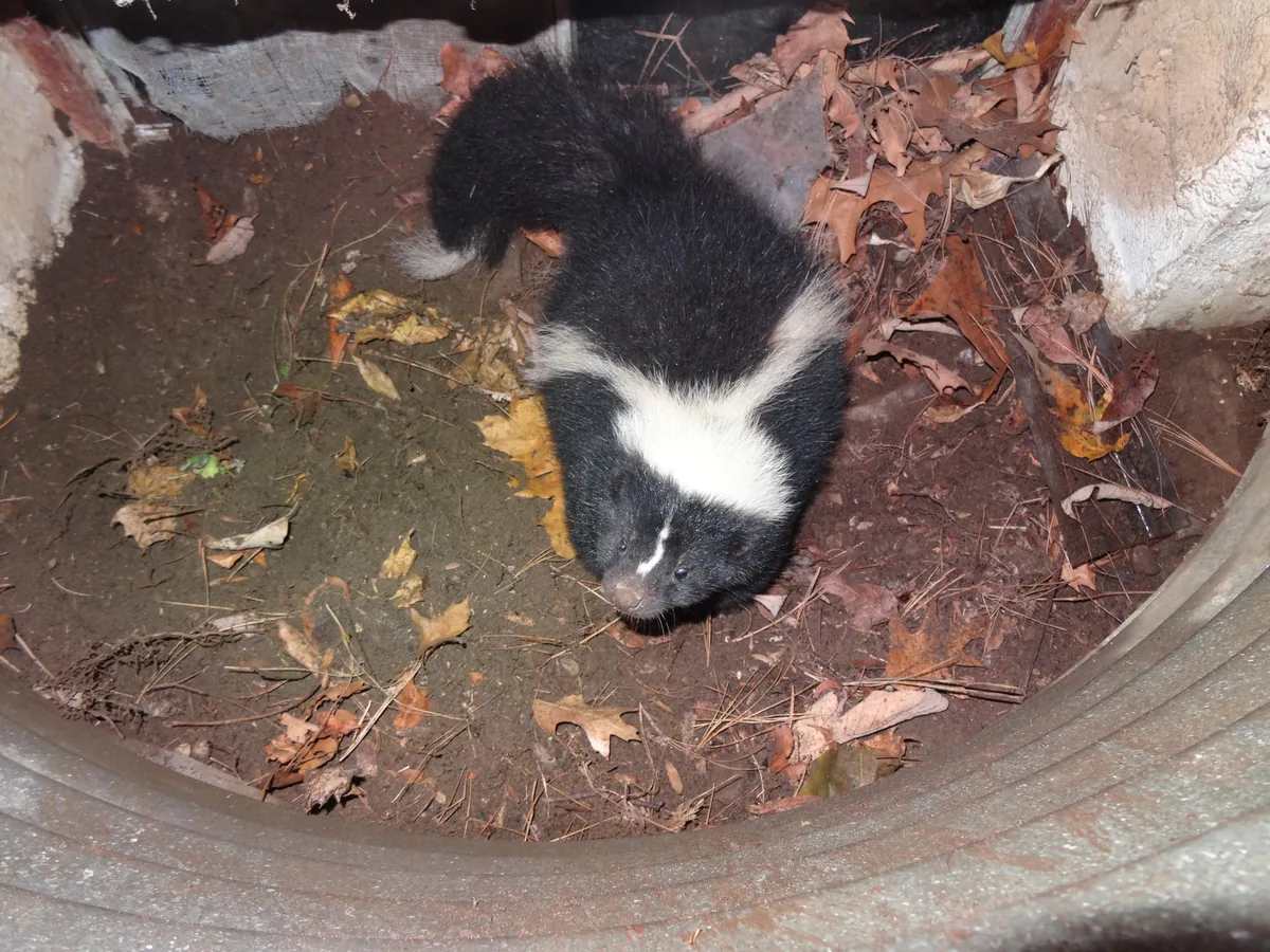 Skunk at the bottom of a basement window well before rescue