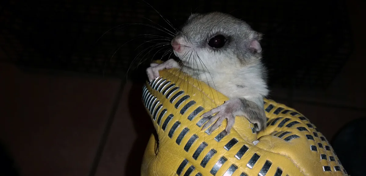 Flying squirrel held in a gloved hand after being caught inside a house