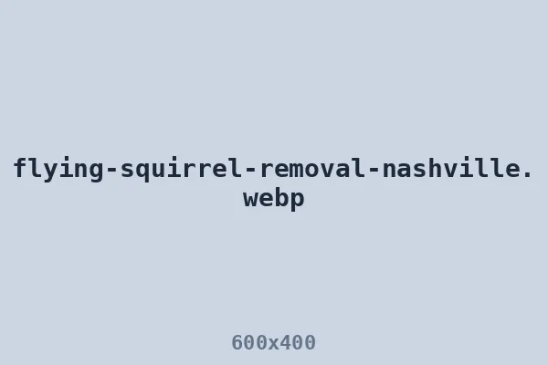 Southern flying squirrel removed from a Nashville attic