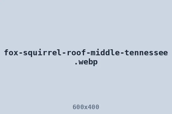 Fox squirrel on a Middle Tennessee roofline