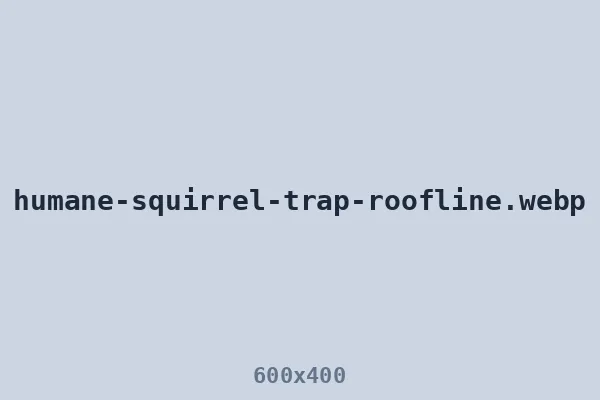 Squirrel trapper — humane live cage trap set on the roofline
