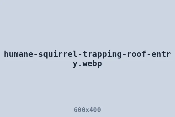Humane squirrel trapping at an active roof entry