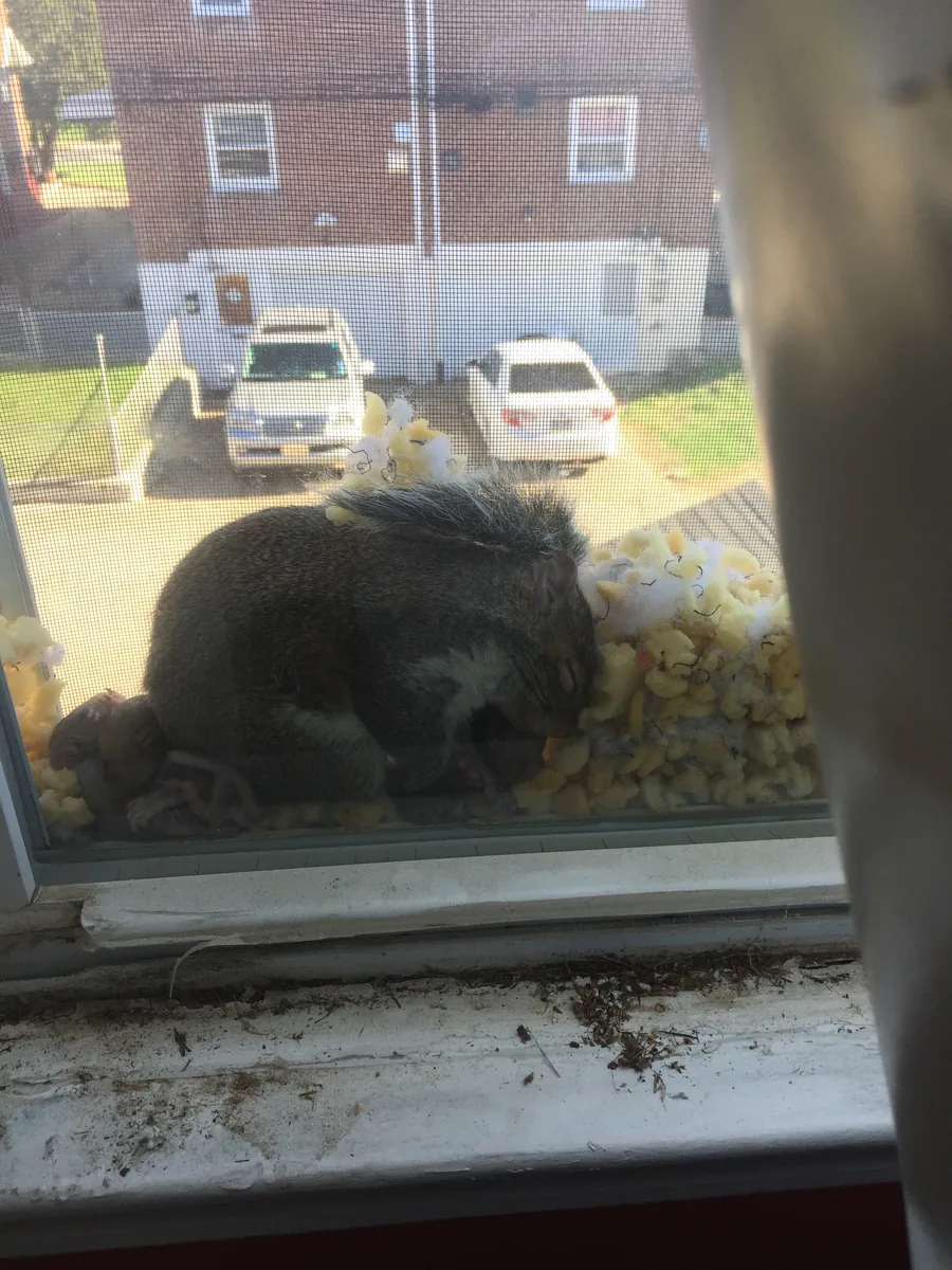 Mother squirrel and her babies sleeping in a nest she built between the window and screen