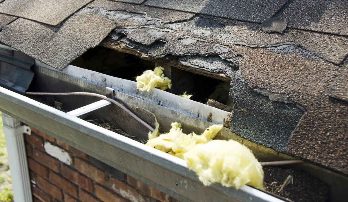 Hole chewed through roofing shingles by a squirrel to access an attic