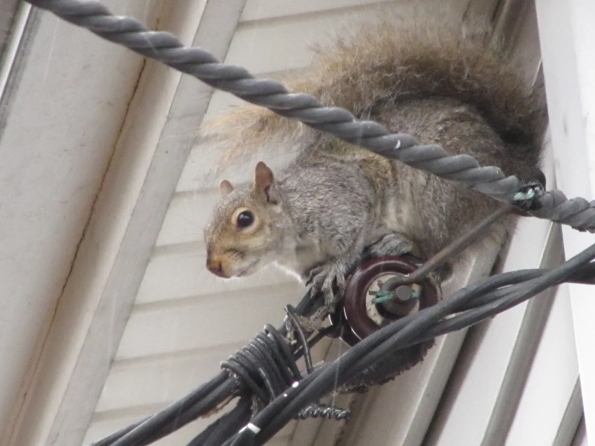 Squirrel sitting on electrical wire against the house near entry point