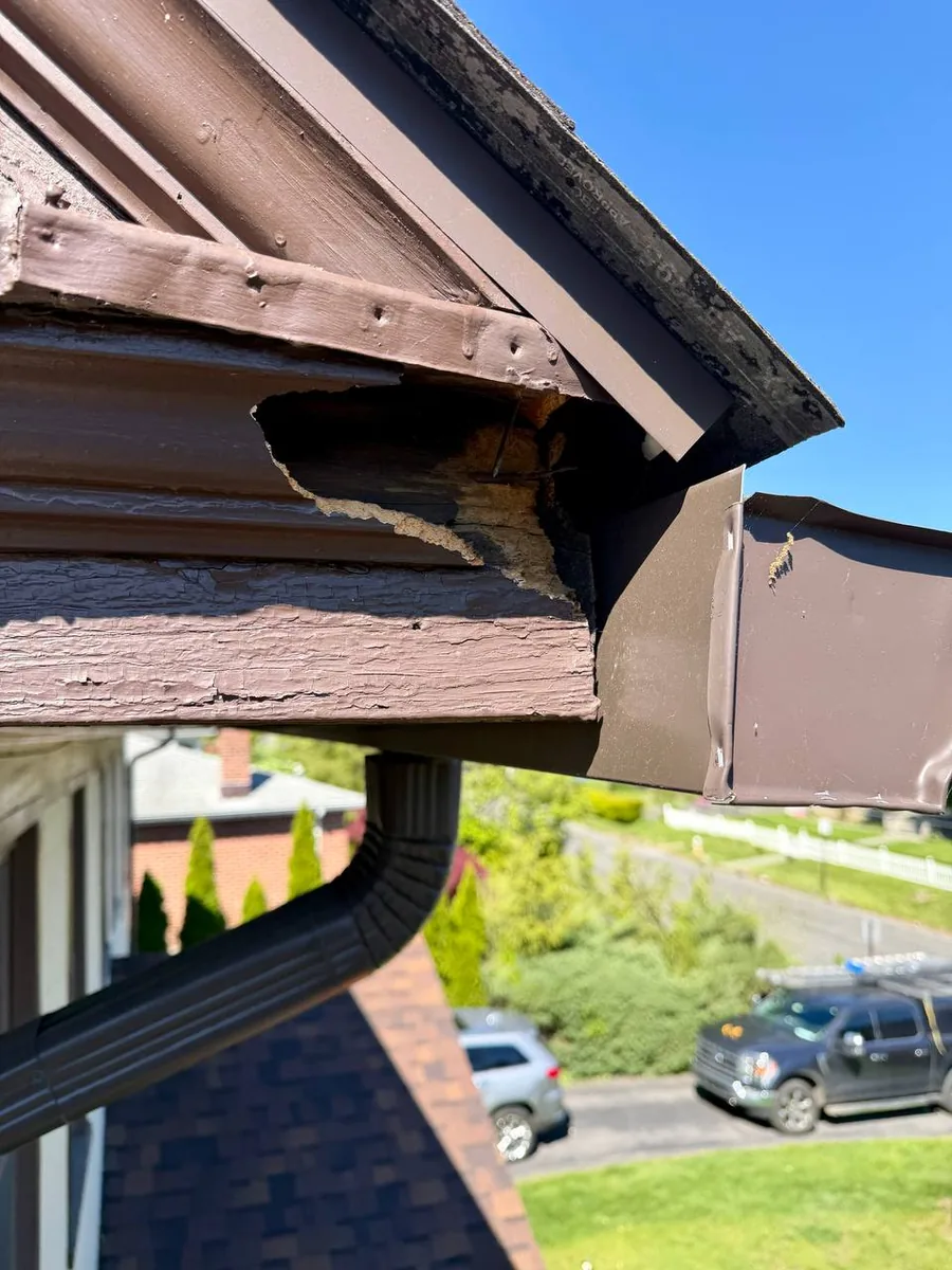 Squirrel hole chewed at the edge of a roof into brown trim board beneath flashing