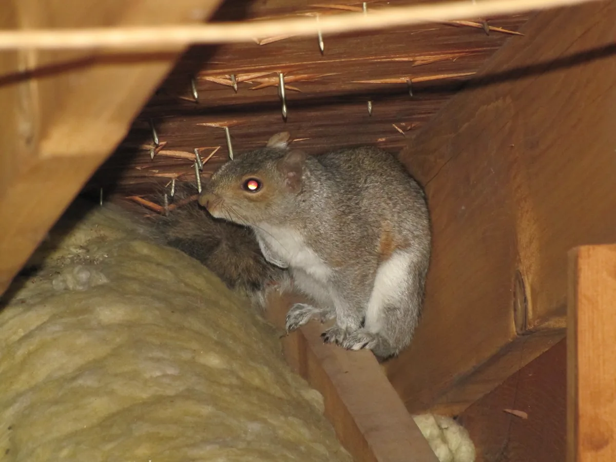 Squirrel standing on attic joist near insulation nest