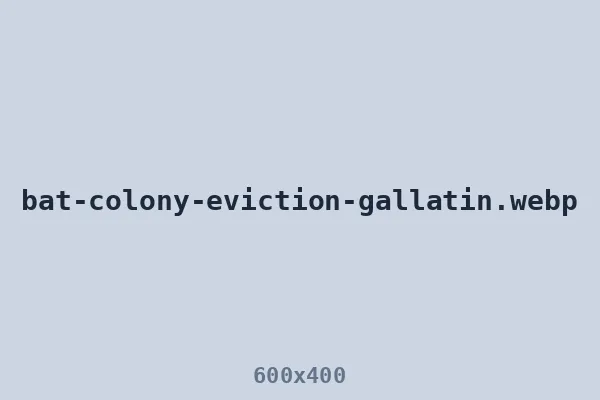 Bat colony eviction near the Gallatin square