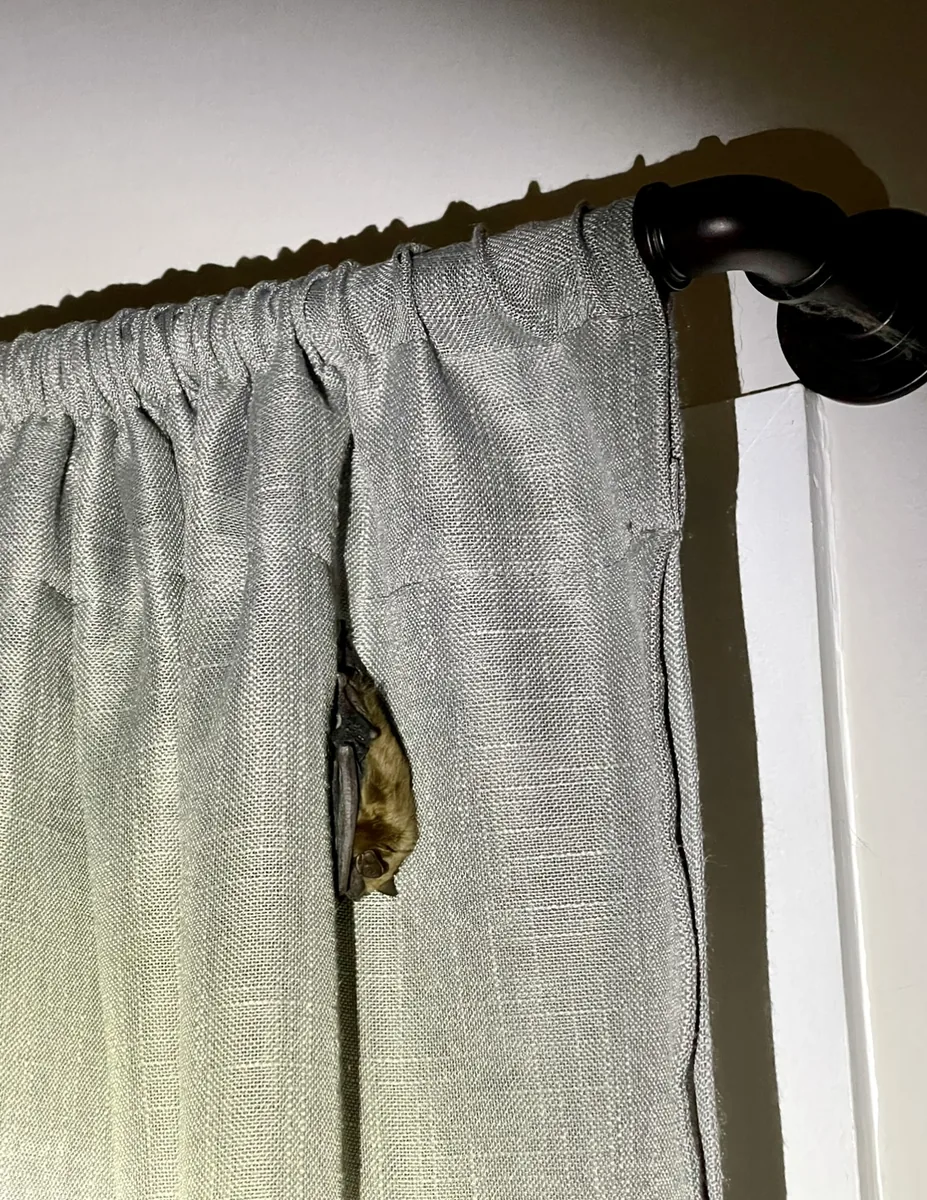 Bat clinging to curtains inside a living room