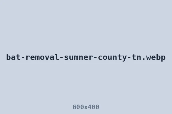 Bat removal in Sumner County