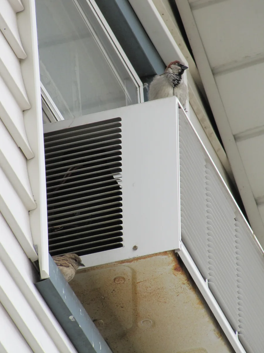 Two birds near window unit air conditioner where they built their nest