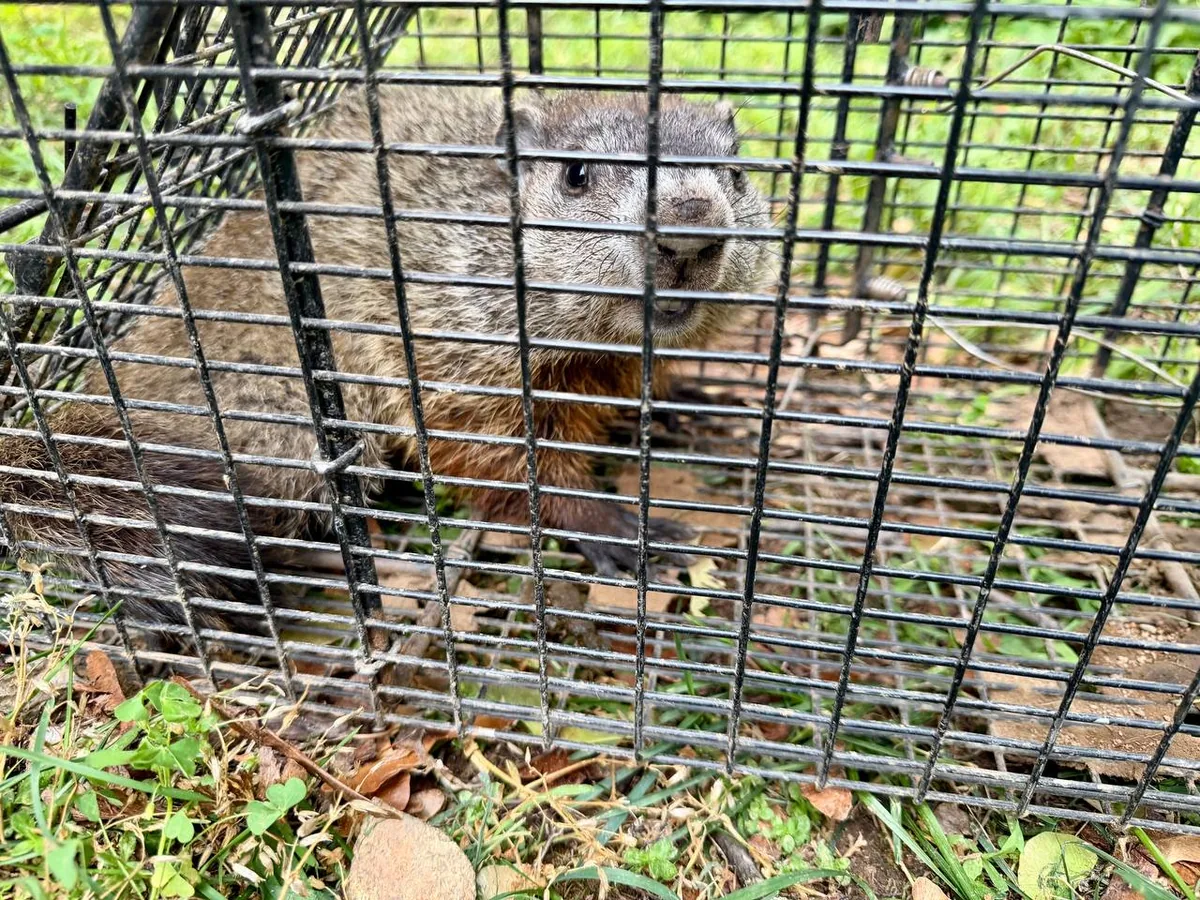 Juvenile groundhog in a humane trap on its way to a wildlife rehabilitator
