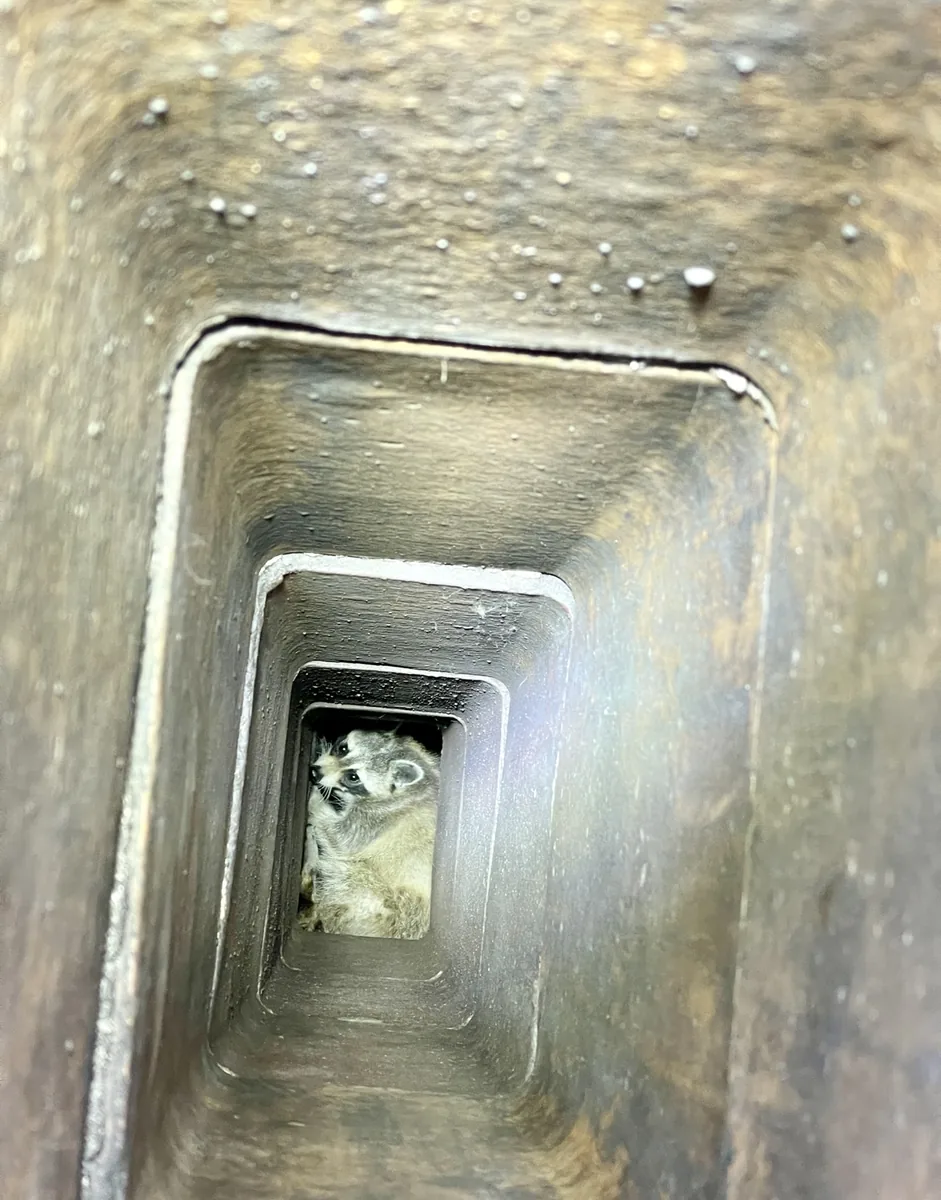 Mother raccoon with her babies inside a chimney flue