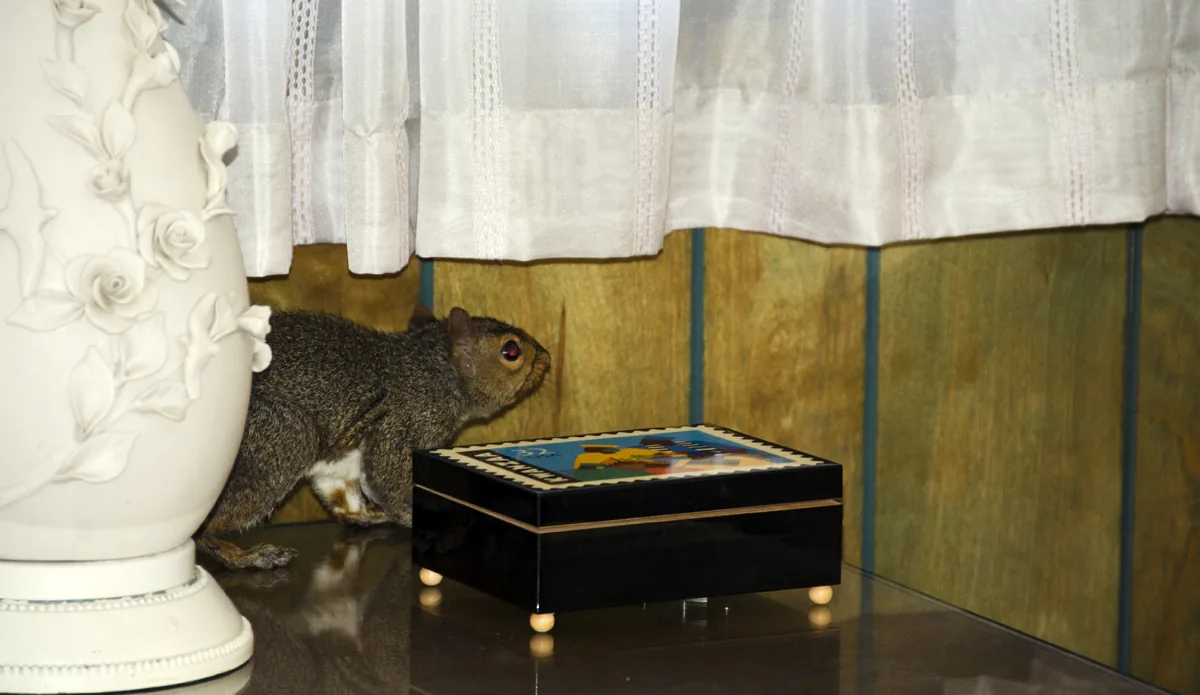 Squirrel on a nightstand inside a house during an emergency call