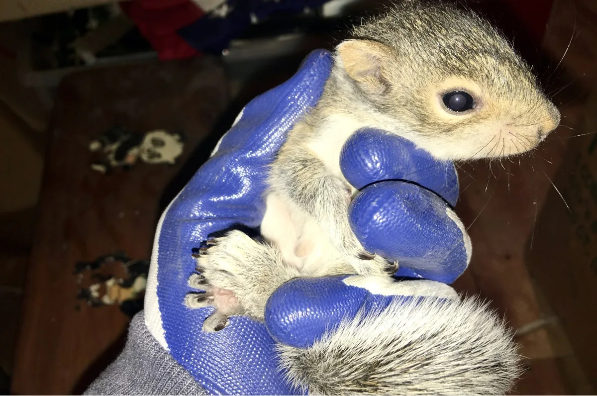 Baby squirrel that was found orphaned in an attic held in gloved hand and rescued