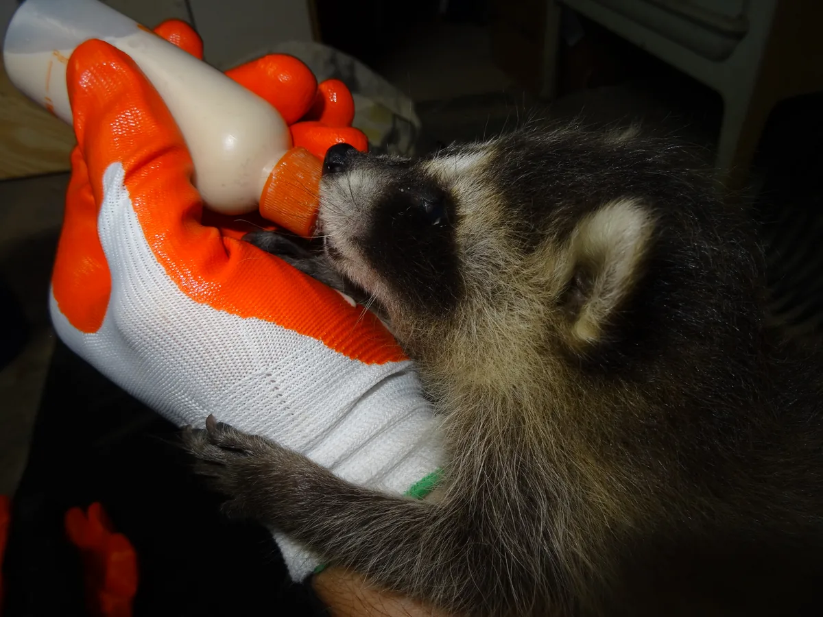 Orphaned baby raccoon bottle-fed by hand while in care