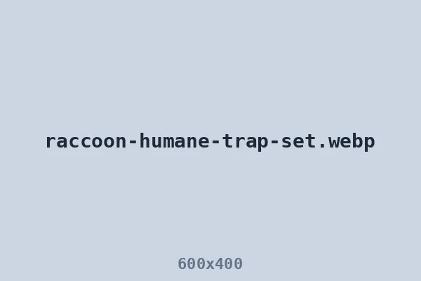 Humane live trap set at raccoon entry point