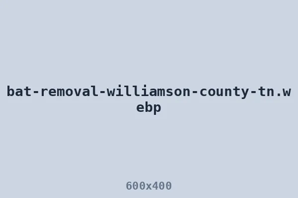 Bat removal in Williamson County